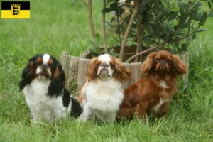 Read more about the article King Charles Spaniel opdrættere og hvalpe i Baden-Württemberg