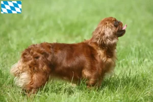 Read more about the article King Charles Spaniel opdrættere og hvalpe i Bayern