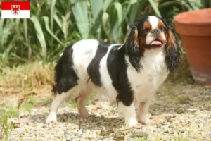 Read more about the article King Charles Spaniel opdrættere og hvalpe i Brandenburg
