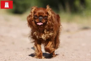 Read more about the article King Charles Spaniel opdrættere og hvalpe i Hamborg