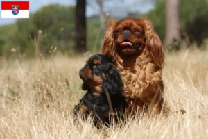 Read more about the article King Charles Spaniel opdrættere og hvalpe i Hessen