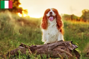 Read more about the article King Charles Spaniel opdrættere og hvalpe i Italien