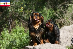 Read more about the article King Charles Spaniel opdrættere og hvalpe i Mecklenburg-Vorpommern
