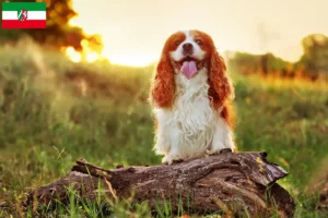 Read more about the article King Charles Spaniel opdrættere og hvalpe i Nordrhein-Westfalen