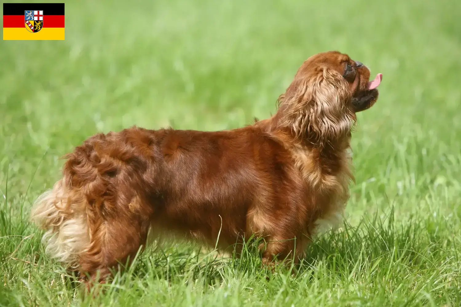 Read more about the article King Charles Spaniel opdrættere og hvalpe i Saarland