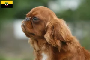 Read more about the article King Charles Spaniel opdrættere og hvalpe i Sachsen-Anhalt