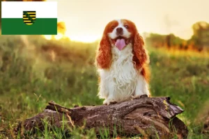 Read more about the article King Charles Spaniel-opdrættere og hvalpe i Sachsen