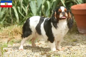 Read more about the article King Charles Spaniel opdrættere og hvalpe i Slesvig-Holsten