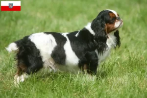 Read more about the article King Charles Spaniel opdrættere og hvalpe i Thüringen