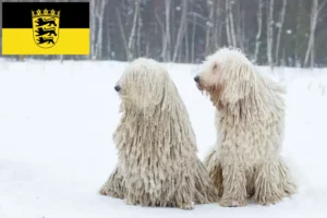 Read more about the article Komondor-opdrættere og hvalpe i Baden-Württemberg