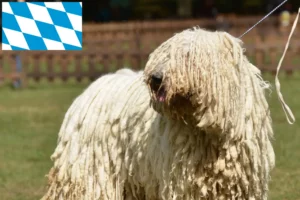 Read more about the article Komondor-opdrættere og hvalpe i Bayern