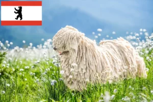 Read more about the article Komondor-opdrættere og hvalpe i Berlin