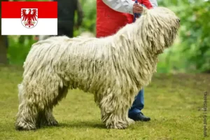 Read more about the article Komondor-opdrættere og hvalpe i Brandenburg