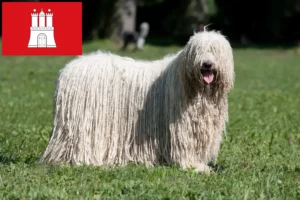 Read more about the article Komondor-opdrættere og hvalpe i Hamborg