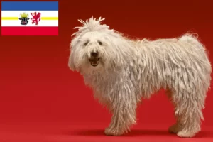 Read more about the article Komondor-opdrættere og hvalpe i Mecklenburg-Vorpommern