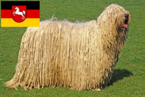 Read more about the article Komondor-opdrættere og hvalpe i Niedersachsen