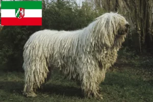 Read more about the article Komondor opdrættere og hvalpe i Nordrhein-Westfalen