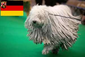 Read more about the article Komondor-opdrættere og hvalpe i Rheinland-Pfalz