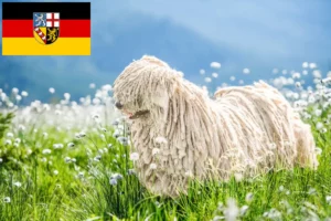Read more about the article Komondor-opdrættere og hvalpe i Saarland
