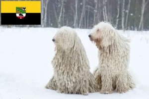 Read more about the article Komondor-opdrættere og hvalpe i Sachsen-Anhalt