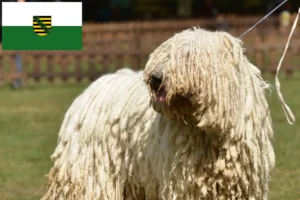 Read more about the article Komondor-opdrættere og hvalpe i Sachsen