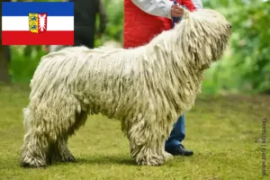 Read more about the article Komondor-opdrættere og hvalpe i Slesvig-Holsten