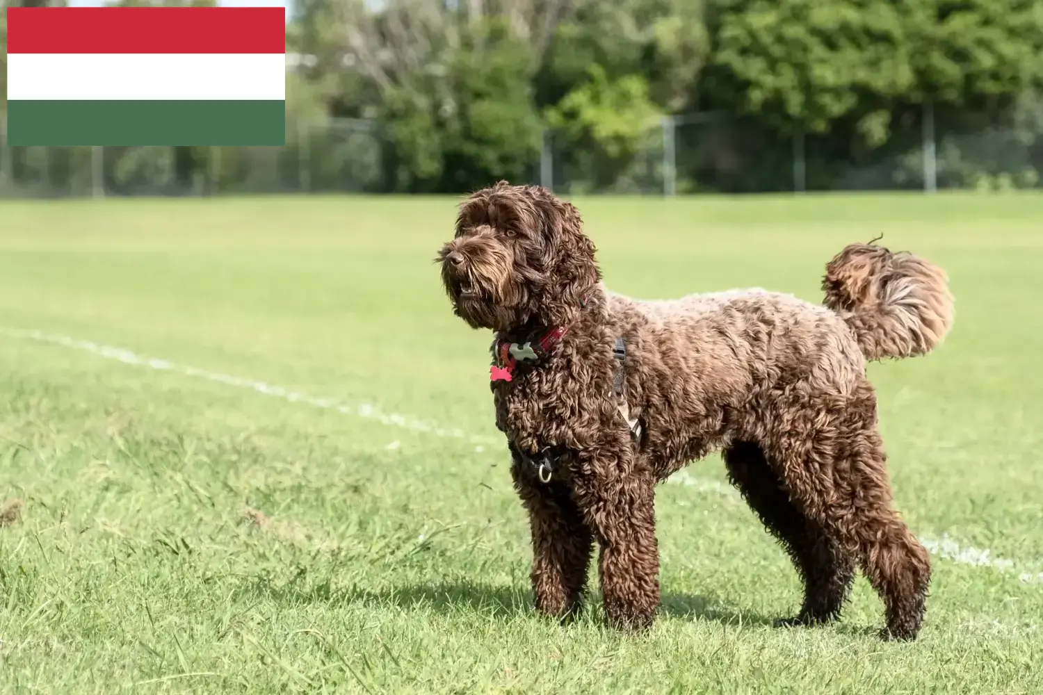 Labradoodle-hvalpe og opdrættere Ungarn Her kan du finde Labradoodles-opdrættere i Ungarn.