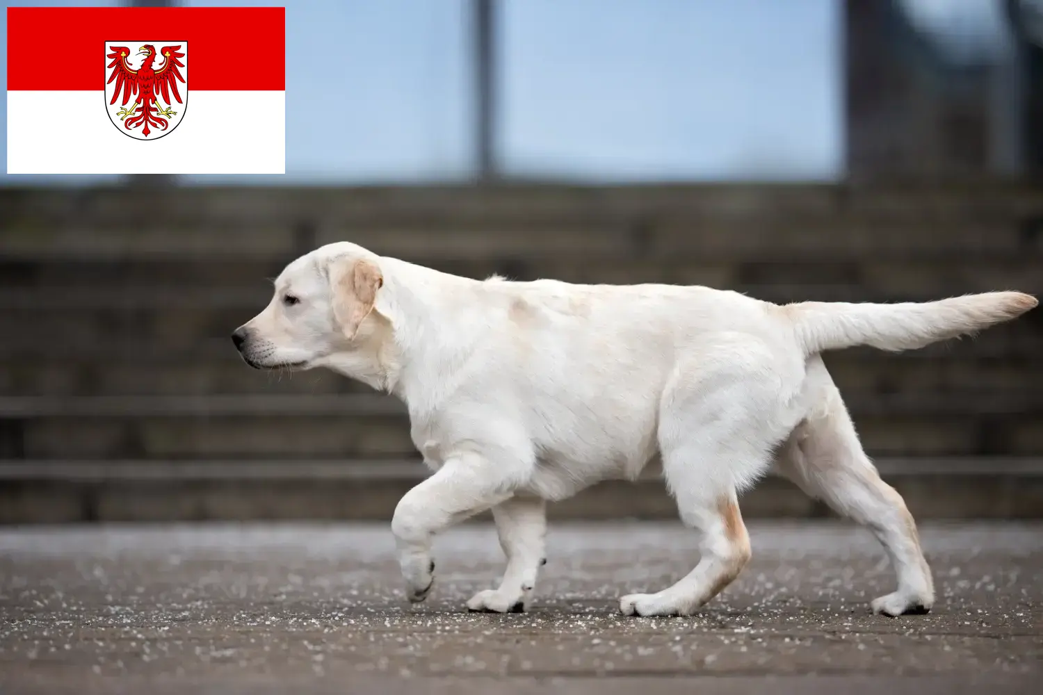 Labradorhvalpe og opdrættere Brandenburg Her kan du finde labradoropdrættere i Brandenburg.