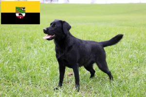 Read more about the article Labradoropdrættere og hvalpe i Sachsen-Anhalt