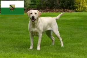 Read more about the article Labradoropdrættere og hvalpe i Sachsen