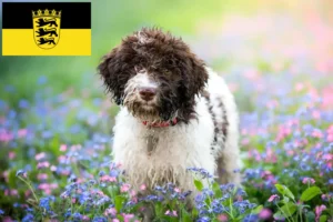 Read more about the article Lagotto Romagnolo opdrættere og hvalpe i Baden-Württemberg