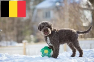 Read more about the article Lagotto Romagnolo opdrættere og hvalpe i Belgien