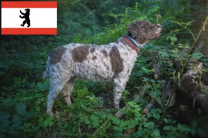 Read more about the article Lagotto Romagnolo opdrættere og hvalpe i Berlin
