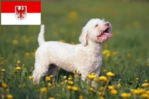 Read more about the article Lagotto Romagnolo opdrættere og hvalpe i Brandenburg