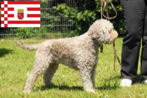 Read more about the article Lagotto Romagnolo opdrættere og hvalpe i Bremen