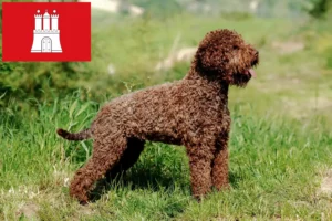 Read more about the article Lagotto Romagnolo opdrættere og hvalpe i Hamborg