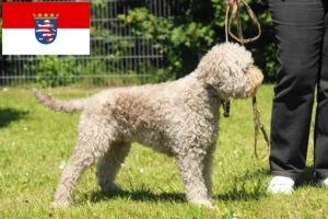 Read more about the article Lagotto Romagnolo opdrættere og hvalpe i Hessen