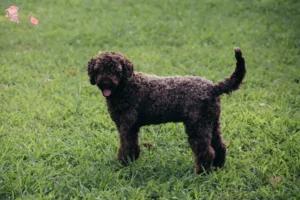 Read more about the article Lagotto Romagnolo opdrættere og hvalpe i Hovedstaden
