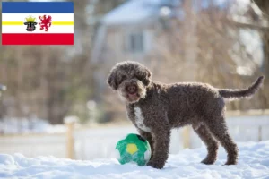 Read more about the article Lagotto Romagnolo opdrættere og hvalpe i Mecklenburg-Vorpommern