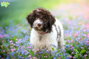 Read more about the article Lagotto Romagnolo opdrættere og hvalpe i Midtjylland