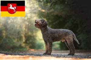 Read more about the article Lagotto Romagnolo opdrættere og hvalpe i Niedersachsen