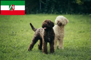 Read more about the article Lagotto Romagnolo opdrættere og hvalpe i Nordrhein-Westfalen