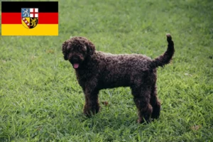 Read more about the article Lagotto Romagnolo opdrættere og hvalpe i Saarland