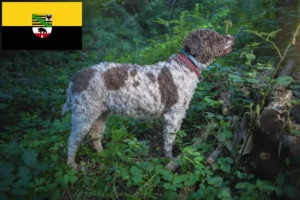 Read more about the article Lagotto Romagnolo opdrættere og hvalpe i Sachsen-Anhalt
