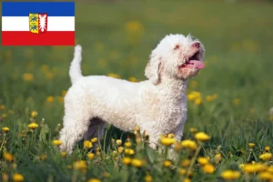 Read more about the article Lagotto Romagnolo opdrættere og hvalpe i Slesvig-Holsten