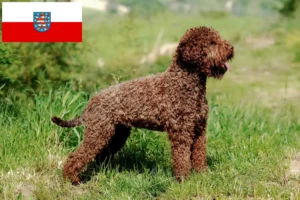 Read more about the article Lagotto Romagnolo opdrættere og hvalpe i Thüringen