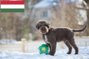 Read more about the article Lagotto Romagnolo opdrættere og hvalpe i Ungarn