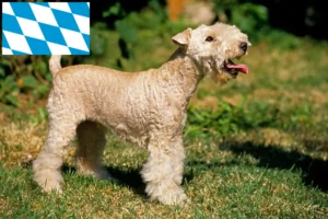 Read more about the article Lakeland Terrier opdrættere og hvalpe i Bayern