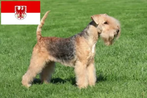 Read more about the article Lakeland Terrier opdrættere og hvalpe i Brandenburg