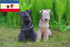 Read more about the article Lakeland Terrier opdrættere og hvalpe i Mecklenburg-Vorpommern